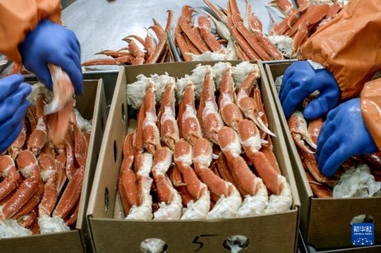 俄羅斯蟹業(yè)集團的工作人員在生產(chǎn)線上加工產(chǎn)品（資料照片）。新華社發(fā)（俄羅斯蟹業(yè)集團供圖）