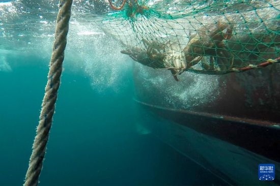 這是俄羅斯蟹業(yè)集團的捕撈船進行遠洋捕撈的資料照片。新華社發(fā)（俄羅斯蟹業(yè)集團供圖）
