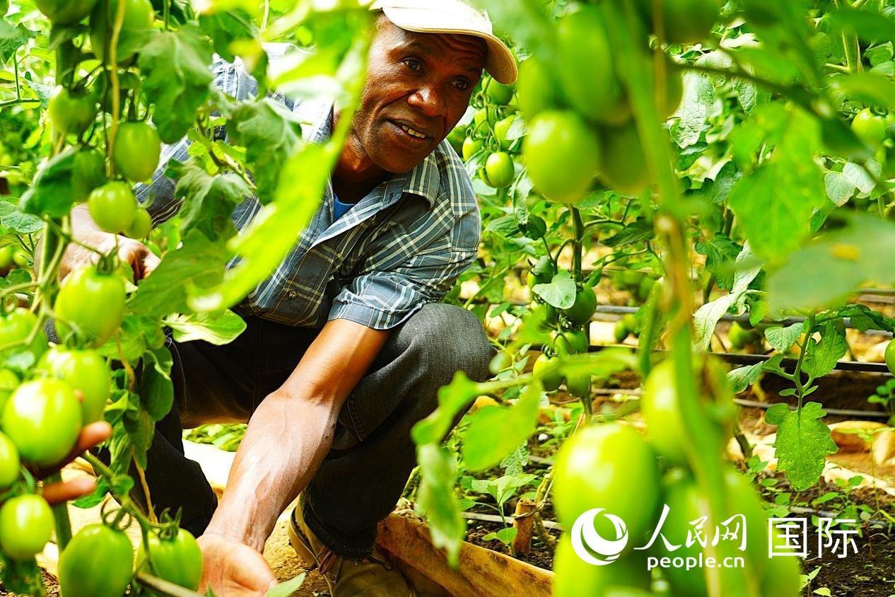肯尼亞納庫魯郡，當(dāng)?shù)剞r(nóng)民喬納·卡蘭賈家的溫室大棚里，番茄長勢喜人。人民網(wǎng)記者 黃煒鑫攝