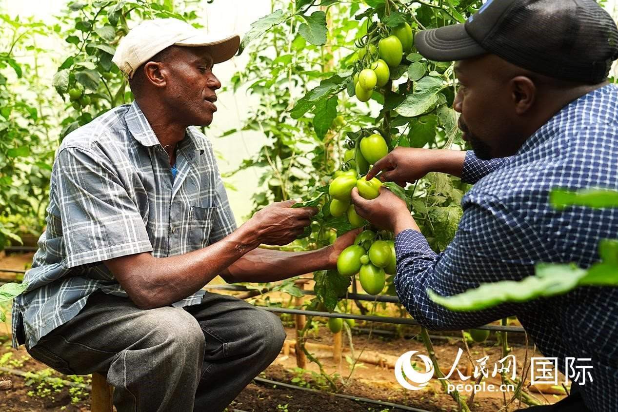 肯尼亞納庫魯郡，埃格頓大學(xué)園藝學(xué)專家史蒂芬·吉藤古在溫室大棚里指導(dǎo)當(dāng)?shù)剞r(nóng)民喬納·卡蘭賈種植番茄。人民網(wǎng)記者 黃煒鑫攝