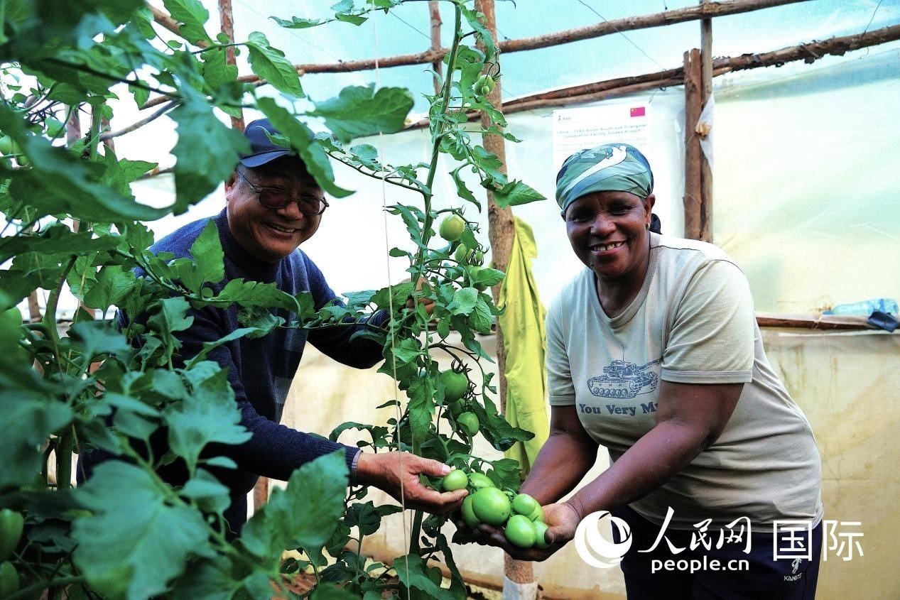 肯尼亞納庫魯郡，南京農(nóng)業(yè)大學(xué)援非專家劉高瓊和當(dāng)?shù)剞r(nóng)民瑪麗·姆旺吉在溫室大棚里查看番茄種植情況。人民網(wǎng)記者 黃煒鑫攝