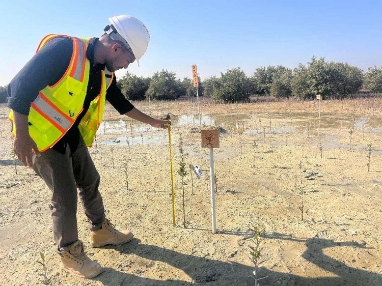 工作人員在監(jiān)測紅樹苗生長情況。中國土木供圖