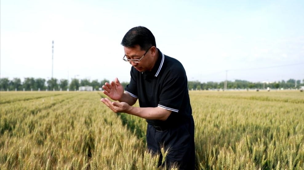 張福鎖在曲周查看小麥長(zhǎng)勢(shì)。受訪者供圖