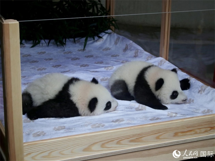 柏林動(dòng)物園的明星“夢(mèng)好”與“夢(mèng)甜”。人民網(wǎng) 肖晶攝