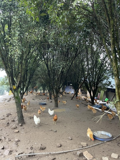 桂花林里的桂飛雞。劉軍國攝