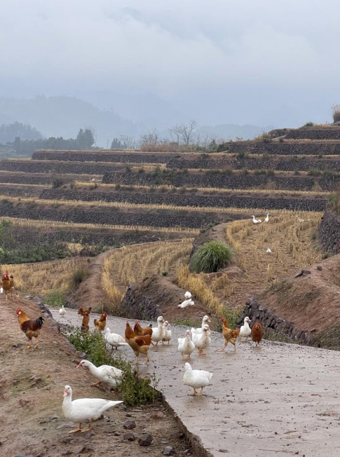 樨鄉(xiāng)記生態(tài)農(nóng)莊一隅。劉軍國攝