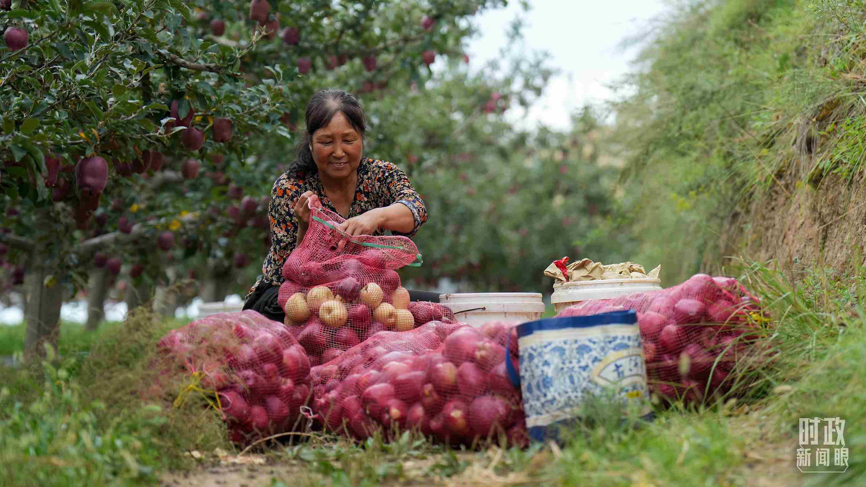 △甘肅天水的花牛蘋果已經(jīng)成為當(dāng)?shù)厝罕姷摹吧鷳B(tài)果”“致富果”。（總臺(tái)記者李晉拍攝）