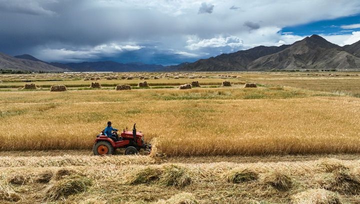 2024年9月10日在西藏日喀則市白朗縣巴扎鄉(xiāng)拍攝的秋收場景（無人機(jī)照片）。新華社記者 晉美多吉 攝