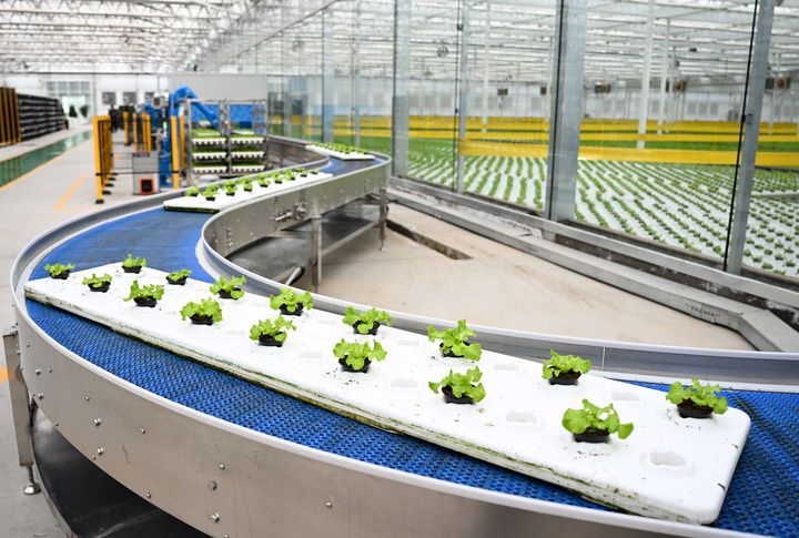 2024年12月12日在內(nèi)蒙古鄂爾多斯市達(dá)拉特旗內(nèi)蒙古現(xiàn)代數(shù)字農(nóng)業(yè)科技產(chǎn)業(yè)園拍攝的生菜苗。 新華社記者 貝赫 攝