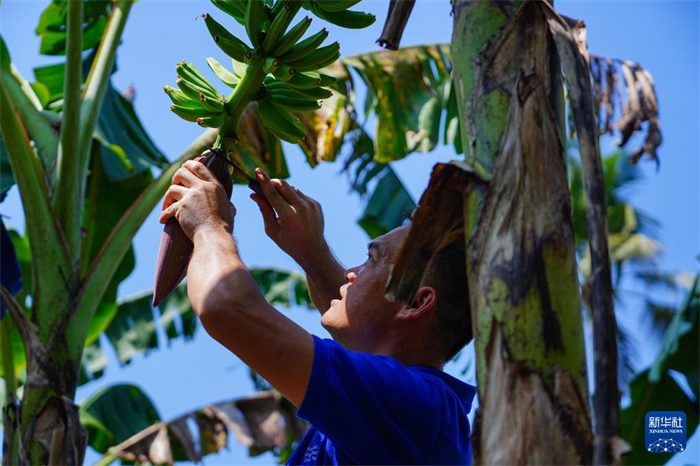 12月23日，中國熱帶農(nóng)業(yè)科學(xué)院專家趙增賢在斯里蘭卡馬坎杜拉為當(dāng)?shù)剞r(nóng)戶做技術(shù)示范。新華社記者 陳冬書 攝