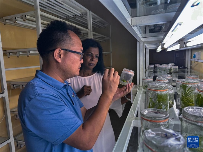 12月23日，在斯里蘭卡馬坎杜拉，中國專家與斯里蘭卡馬坎杜拉可持續(xù)農(nóng)業(yè)與發(fā)展研究中心主任達(dá)莎妮·賈亞曼納交流。新華社發(fā)（中國、聯(lián)合國糧農(nóng)組織與斯里蘭卡南南合作項目專家組供圖）