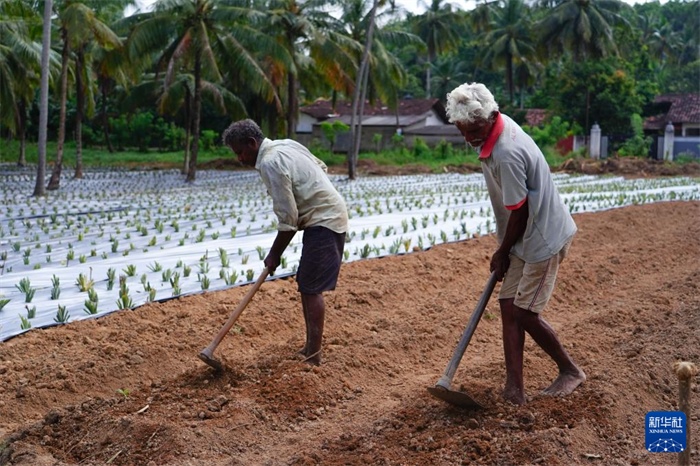 12月23日，斯里蘭卡馬坎杜拉的農(nóng)民在菠蘿田地里勞作。新華社記者 陳冬書 攝