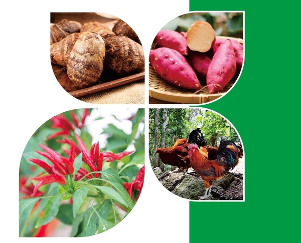 天等縣名特優(yōu)農(nóng)產(chǎn)品。主辦方供圖