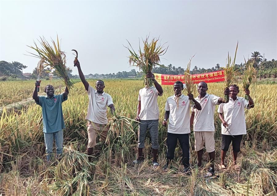 當?shù)卮迕裾故窘衲甑乃痉N植成果。中國援塞農(nóng)業(yè)專家組供圖