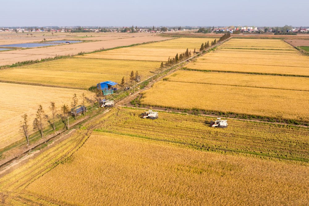 2024年11月1日，在湖南華容縣團(tuán)洲垸，村民駕駛收割機(jī)收獲水稻（無人機(jī)照片）。新華社記者陳思汗 攝