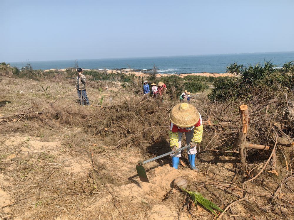 2025年1月19日，在海南文昌市，工人正在修復(fù)海岸防風(fēng)林。新華社記者吳茂輝 攝