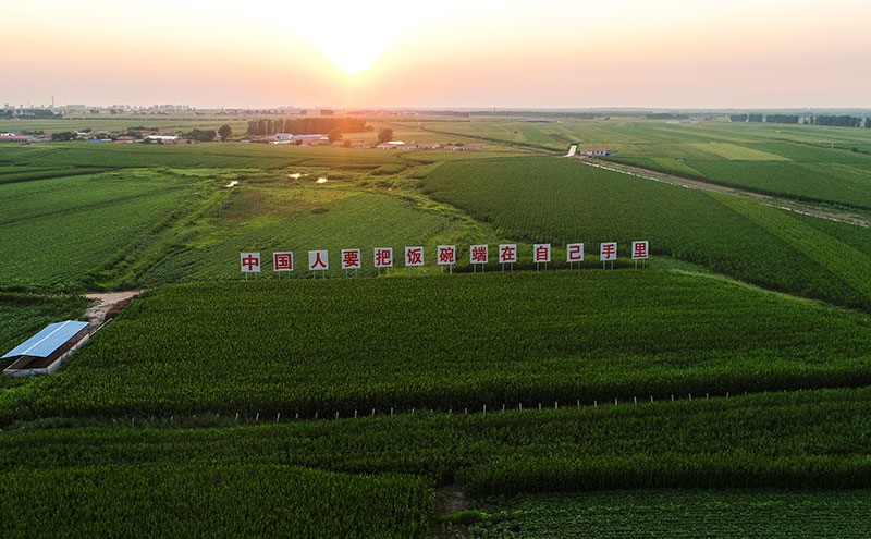 2020年7月23日拍攝的吉林省梨樹縣國家百萬畝綠色食品原料（玉米）標(biāo)準(zhǔn)化生產(chǎn)基地核心示范區(qū)（無人機(jī)照片）。新華社記者 許暢 攝