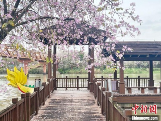 3月7日，廣州海珠國家濕地公園宮粉紫荊花海吸引游人。中新社記者 許青青 攝