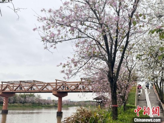 3月7日，廣州海珠國家濕地公園宮粉紫荊花海吸引游人。中新社記者 許青青 攝