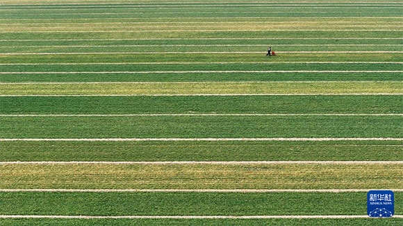 3月14日，在菏澤市鄆城縣潘渡鎮(zhèn)，農(nóng)民在麥田里施肥（無人機照片）。