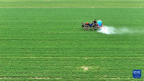 3月14日，在菏澤市鄆城縣郭屯鎮(zhèn)，農(nóng)民在麥田里噴灑除草劑（無人機照片）。