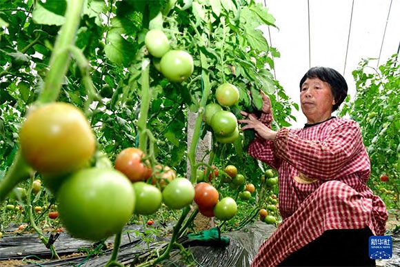 3月13日，在菏澤市鄆城縣張營街道，農(nóng)民在設(shè)施大棚里打理西紅柿。
