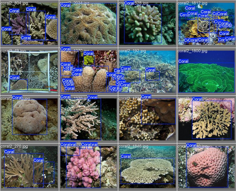 南海珊瑚識(shí)別。阿里云供圖