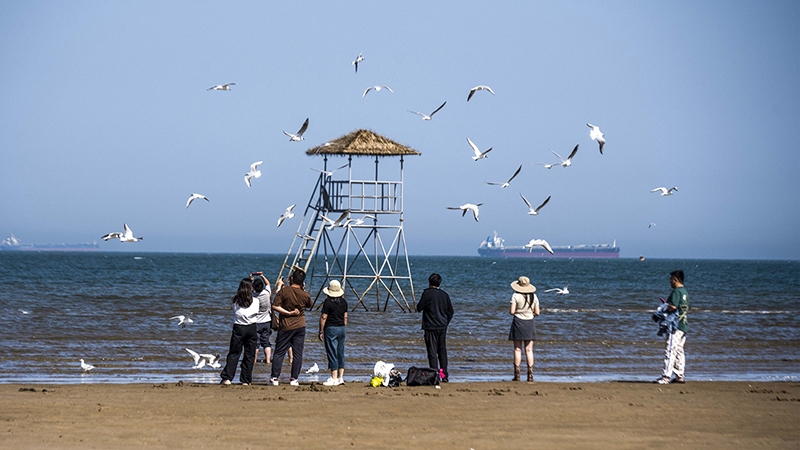 2024年5月12日，河北秦皇島，北戴河鴿子窩公園成群海鷗在天空中自由翱翔，與大海、藍(lán)天構(gòu)成了一幅美麗的畫卷。