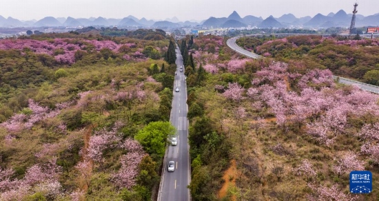 游客驅(qū)車前來清鎮(zhèn)市紅楓湖鎮(zhèn)右二村踏青游玩（4月5日攝，無人機(jī)照片）。