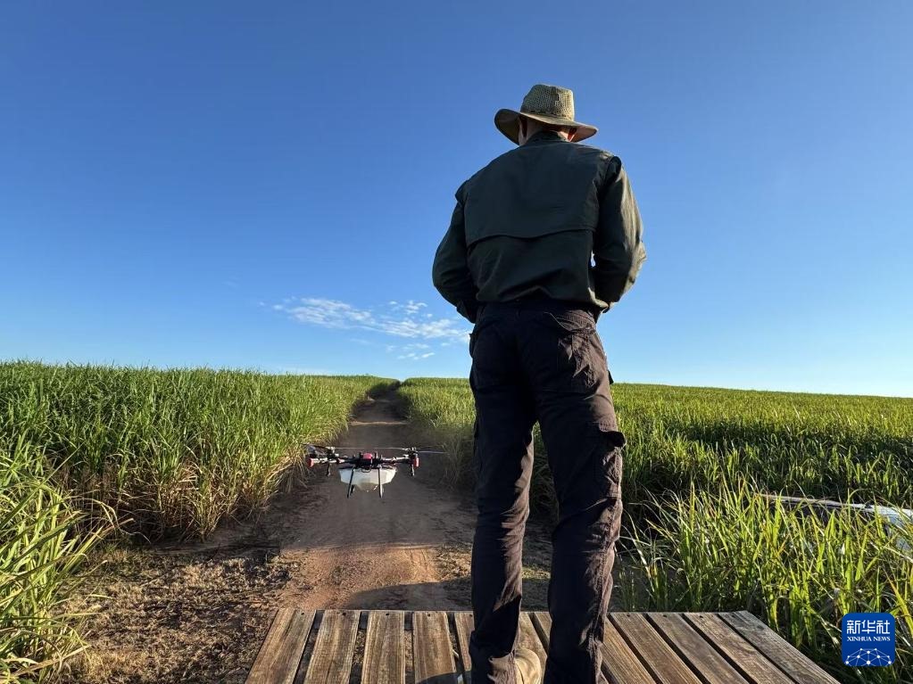 3月25日，在南非夸祖魯-納塔爾省的方廷希爾莊園，飛手操縱無人機為甘蔗林噴灑藥劑。新華社記者 白舸 攝