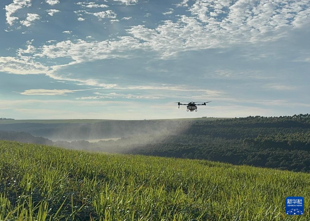 3月25日，在南非夸祖魯-納塔爾省的方廷希爾莊園，中國農(nóng)用無人機為甘蔗林噴灑殺菌劑。新華社記者 白舸 攝