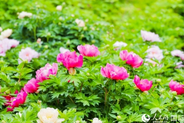 洛陽國家牡丹園牡丹盛開。 人民網(wǎng)記者 魯揚(yáng)攝