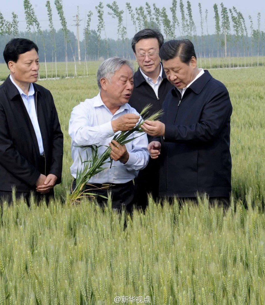 2014年5月，習(xí)近平總書(shū)記在河南省尉氏縣張市鎮(zhèn)高標(biāo)準(zhǔn)糧田察看小麥長(zhǎng)勢(shì)。