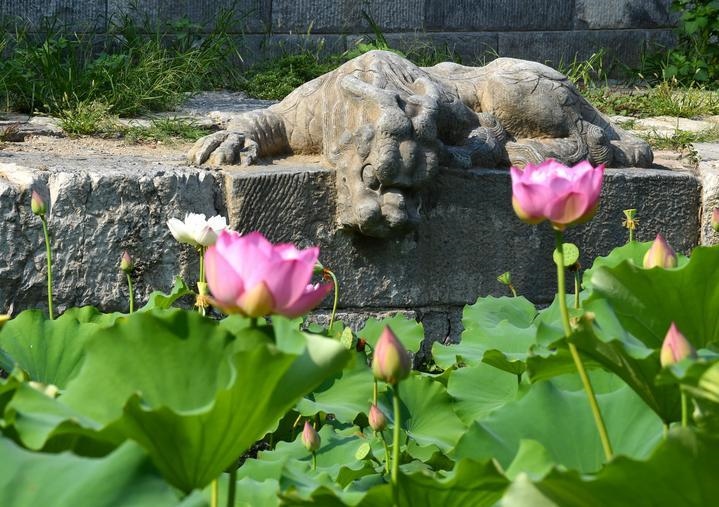 萬(wàn)寧橋位于北京地安門(mén)外大街中部、什剎海東岸，是北京中軸線上最古老的橋梁，至今已有700多年歷史。近年來(lái)，北京市持續(xù)為萬(wàn)寧橋“瘦身減負(fù)”，橋體風(fēng)貌得以完整展現(xiàn)，方便游客走近欣賞，深入了解古橋承載的價(jià)值和內(nèi)涵。這是2023年7月18日拍攝的北京萬(wàn)寧橋橋東的鎮(zhèn)水獸。
